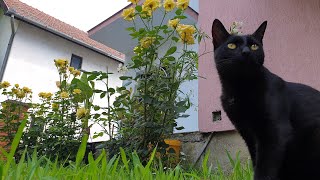 Relaxing Cat Video 69 screenshot 5