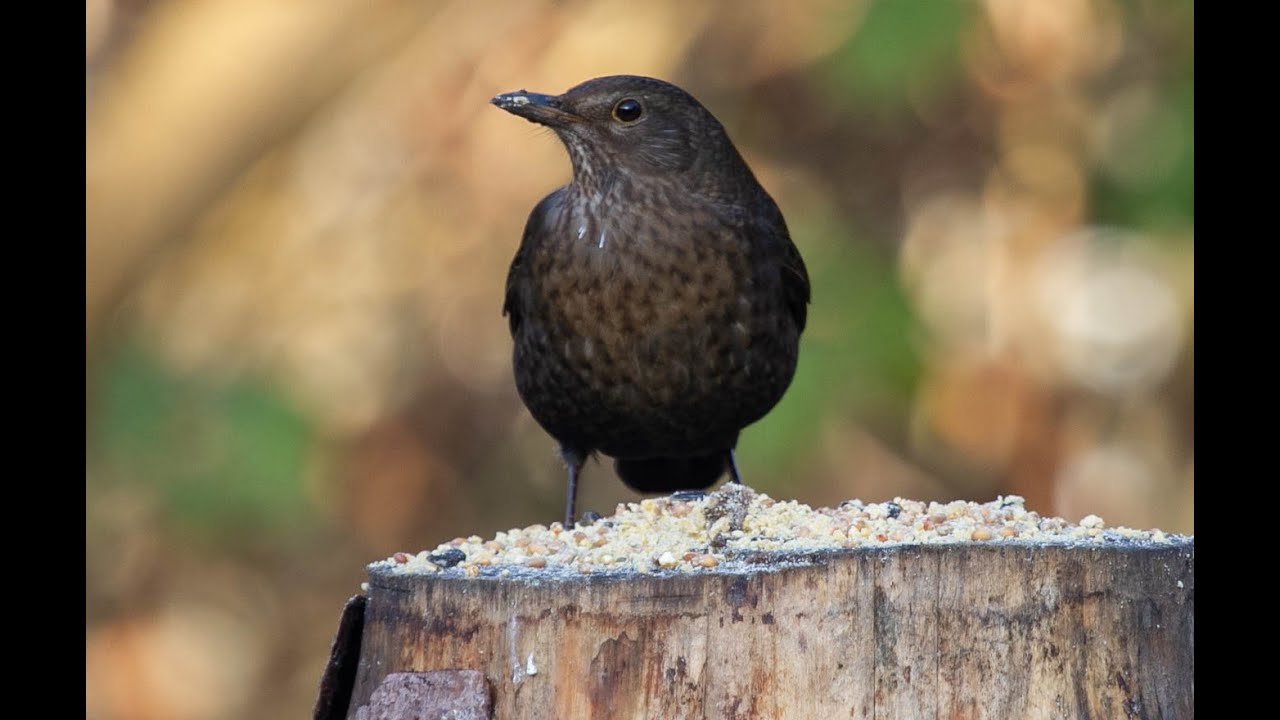 Vogelen met Paul Saager 04, roodborst, heggemus, merel, huismus, groenling