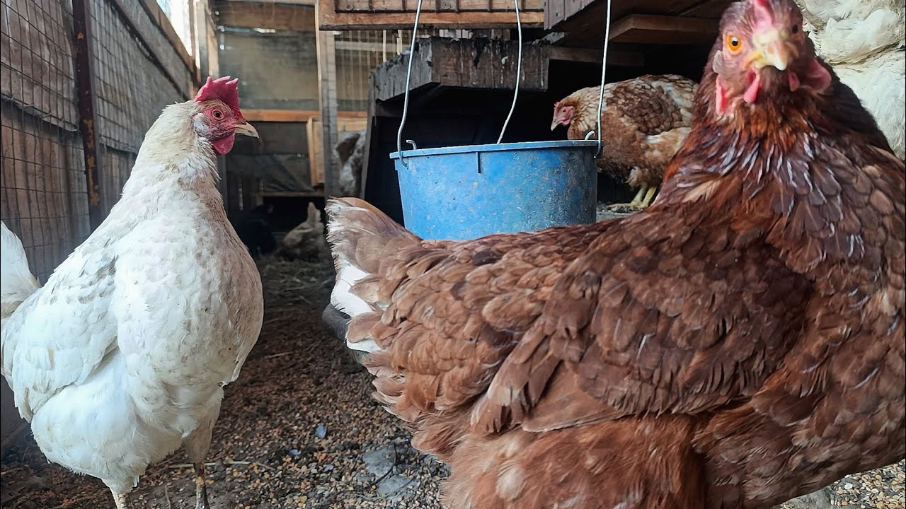Cozy Chicken Coop 🐔 | Hen Pecking Grain in the Barn