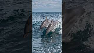 Dolphins Have Names?! 12 Mind-Blowing Dolphin Facts 🐬 #animalfacts #animals #nature #wildlife #ocean