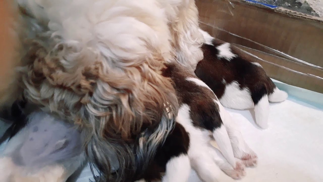 Ternyata Anjing Shih Tzu Itu Youtube