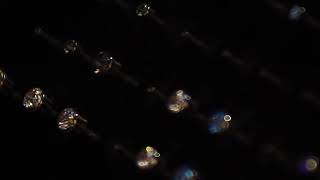 Evolution Body Piercing Promo - MGMT - 411 Premiere 2 Submission