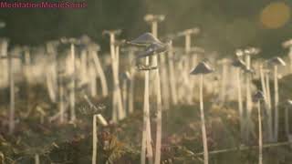 2323HZ Meditation Frequency Music 8D   To Stop Negative Tink, Zen Music, Relax Music