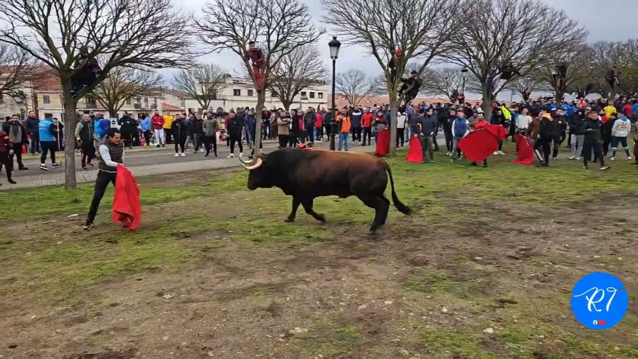 Ciudad Rodrigó 2025 toro del sábado del Altruejo. DE LA RISA A LA TRAGEDIA, TOROS.