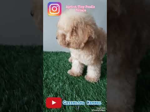 Apricot Tiny Poodle Female Greenland Kennel Youtube
