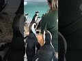 Cute Penguin feeding #cute #penguin #animals #animallovers #zoo #wildlife #birds