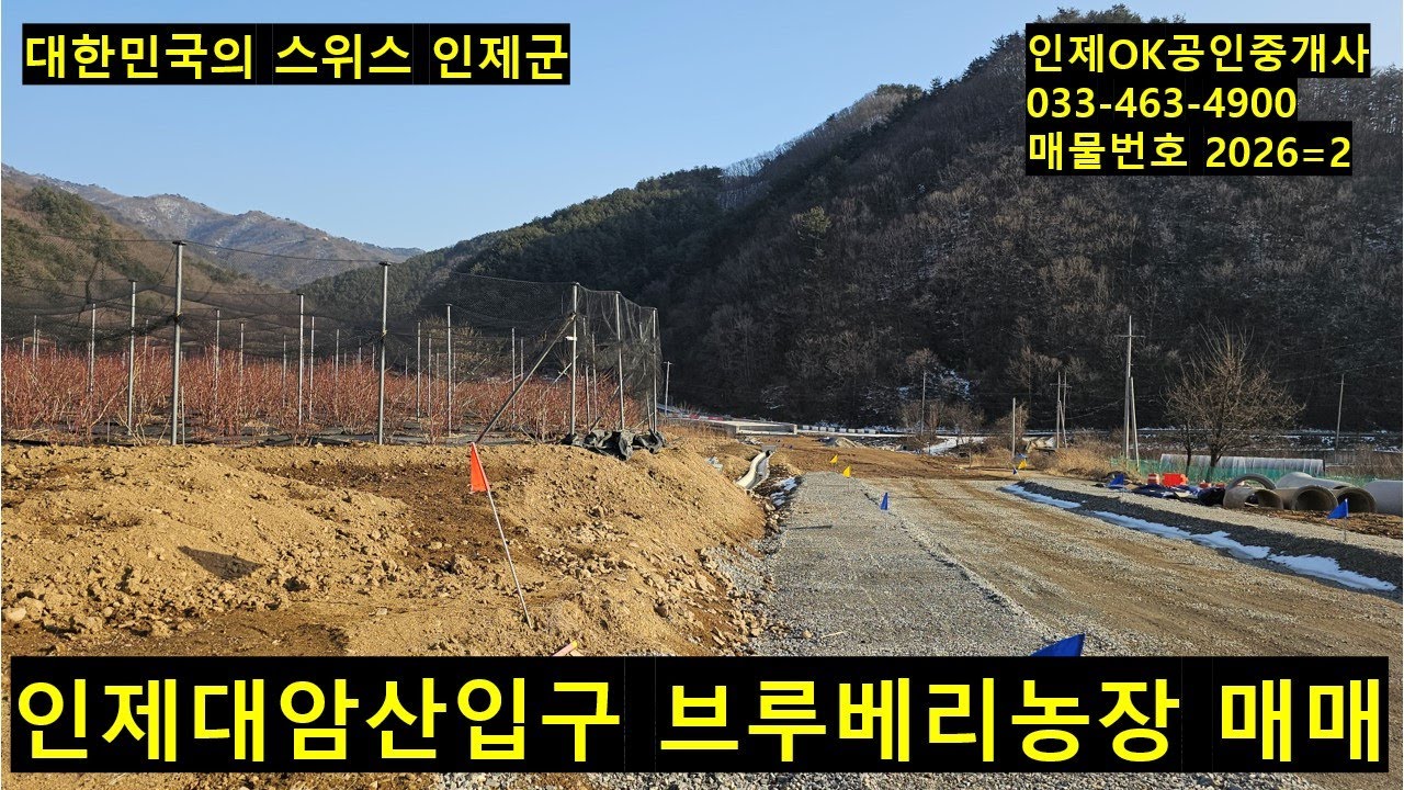 인제 서흥리 입지좋은베리 농장 매매