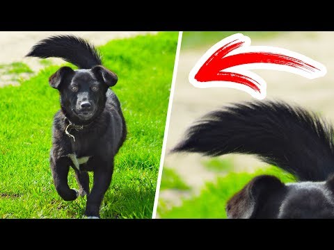 วีดีโอ: เมื่อหางของสุนัขหยุดทำงาน