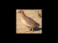 Quail Sound - Sound Of Quail - صوت الفري السمان