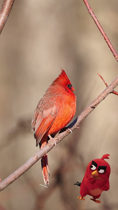 Do you know the prototype of Angry Birds - North American Cardinal? #birds #birdphotography #nature
