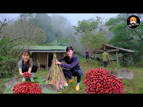 THU HOẠCH VÀ KIẾM ĂN TRONG RỪNG THẢO QUẢ - Bùi Văn Trọng ( Nhịp Sống Miền Núi )