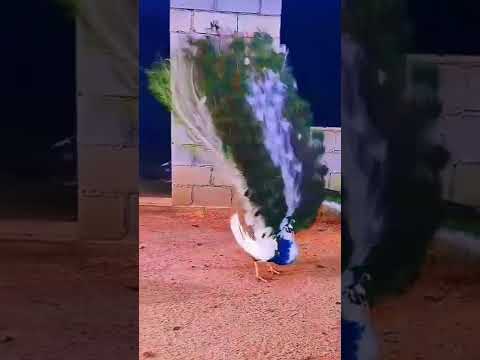 رقصة الطاووس الشهيرة