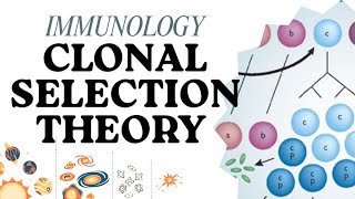 Clonal selection theory || immunology || clear crystal concept  ||