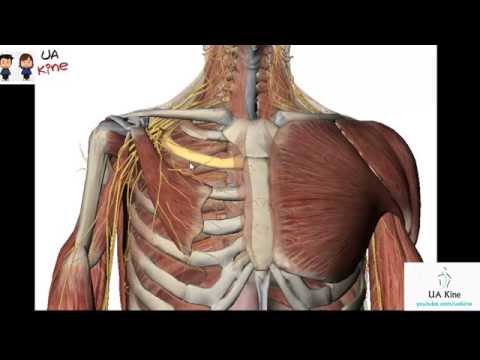 Vídeo: Mentalis Origen Muscular, Anatomía Y Función