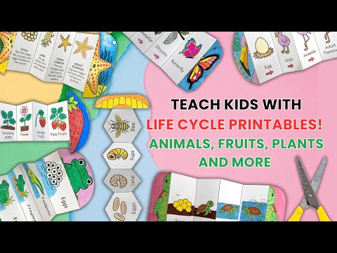 Foldable Life Cycle Bundle, a Stationery Template by AIW SOLUTIONS (Thumbnail 11 of 11)