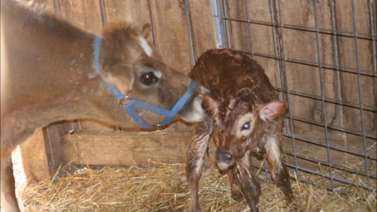 Life on a Self Sufficient farm