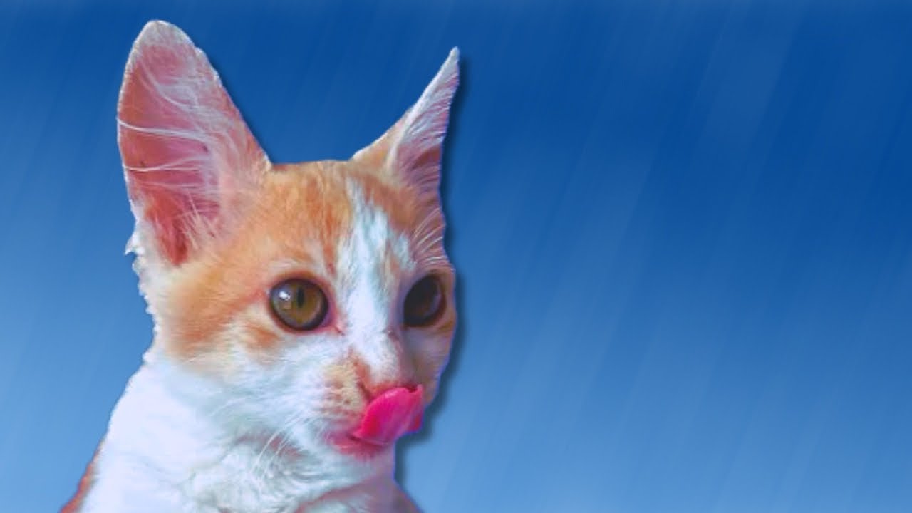 Звук мурлыкающего кота