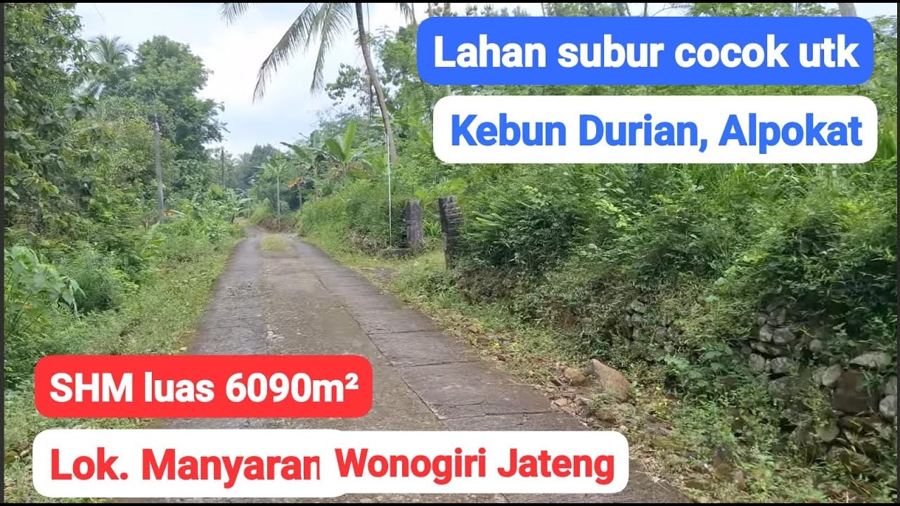 Dijual tanah pekarangan SHM luas 6090m² cocok utk perkebunan Durian dan Alpokat. Lok Manyaran