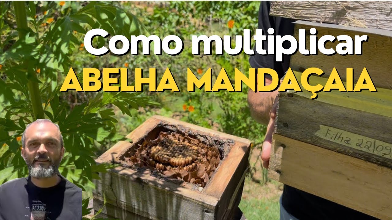 Como multiplicar uma colônia de mandaçaia. 