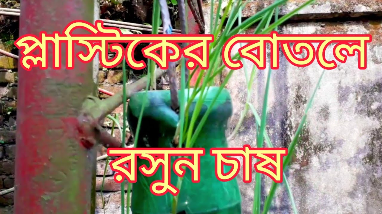 Growing Garlic In Phoenix