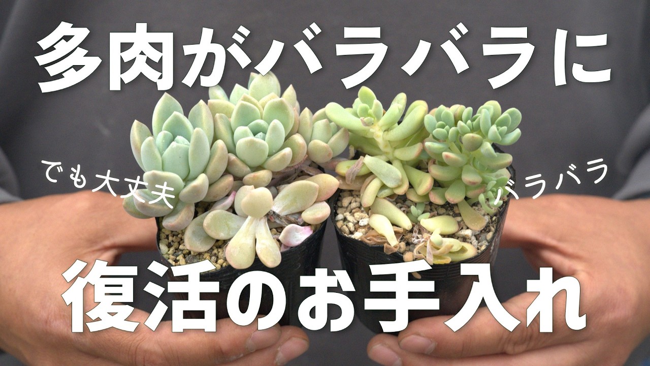ご確認用 多肉 660 [Easy in Spring] Enjoy healthy growth! Succulent plants - YouTube