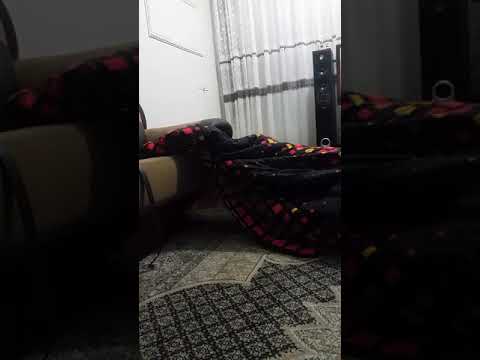 علی زیر لحاف 