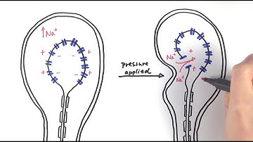 A2 Biology - Pacinian corpuscle (OCR A Chapter 13.3)
