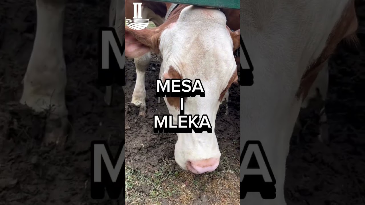 Slažete li se da je simentalac nezamenljiv? 