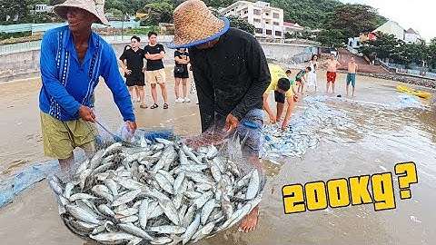 Sửng Sốt Trước Cảnh Tượng Hàng Nghìn Con Cá Đối Nhọn Sa Lưới 