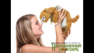 Новая бизнес идея. Инопланетный зоопарк. Купить готовый бизнес. Оскар Новосибирск видео Бизнес идея: изготавливаем акриловые ванны