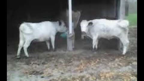 MOV0363Akoeien content woe 29okt2025 zb