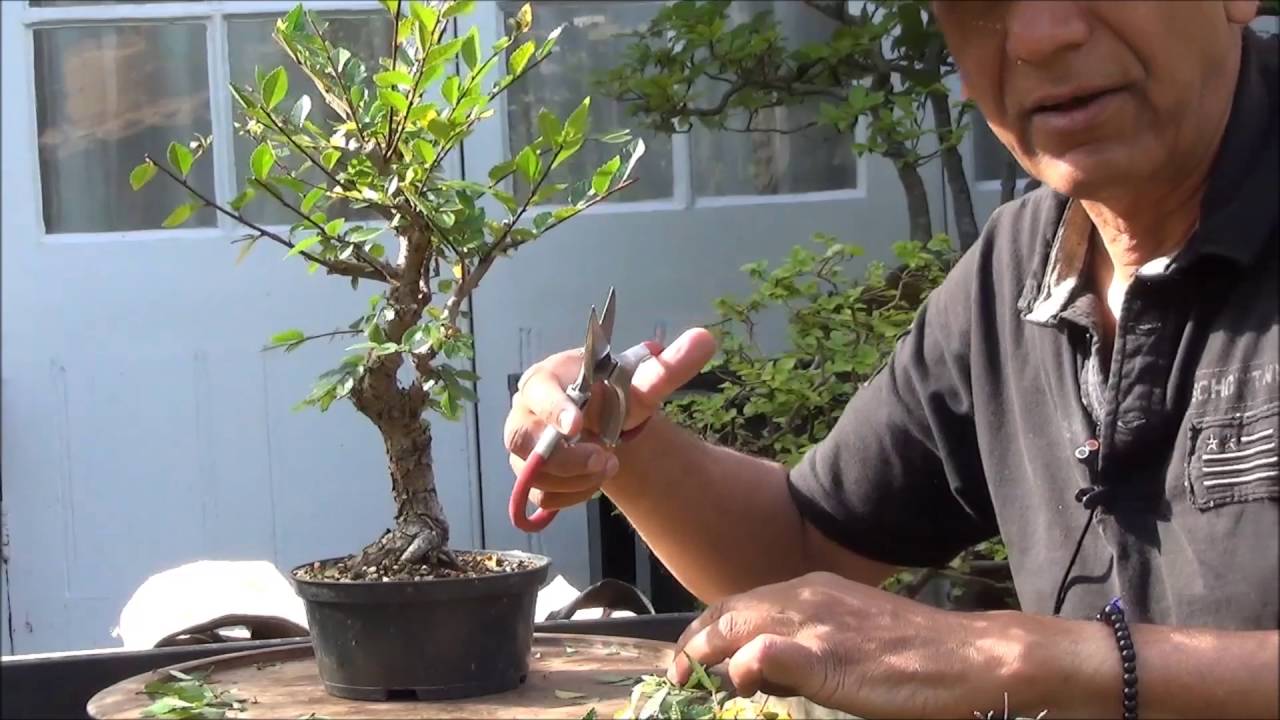Bonsai Trees Chinese Elms field grown and chopped to reduce to Stumps