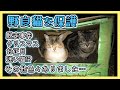 【愛猫と共に暮らした一年間の思い出】かけがえのない家族になりました