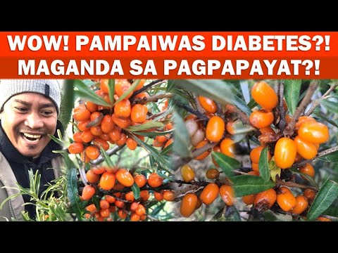 Video: Gaano Katagal Maiimbak Ang Mga Nakapirming Berry