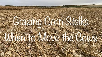 Corn Stalk Grazing: When to Rotate