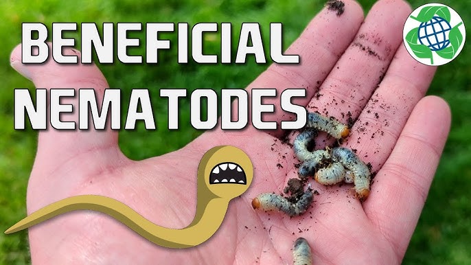 How and when to Get Rid of Grubs.Naturally Nematodes! - The Art of Doing  Stuff