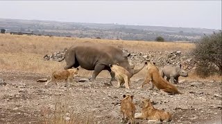 Rhino Mom Shows Lion Pride That Was Trying To Hunt Her Calf Who's Boss