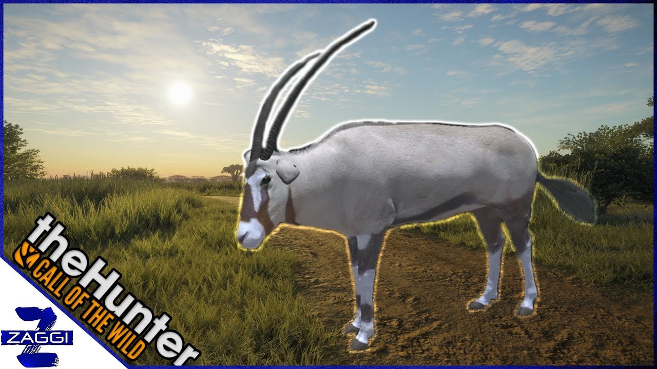 Gemsbok Call Of The Wild