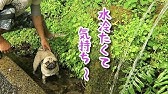 パパの筋トレを邪魔して意地でも甘えてくるパグ犬ぷぅ Youtube パパの筋トレを邪魔して意地でも甘えてくるパグ犬ぷぅ Youtube