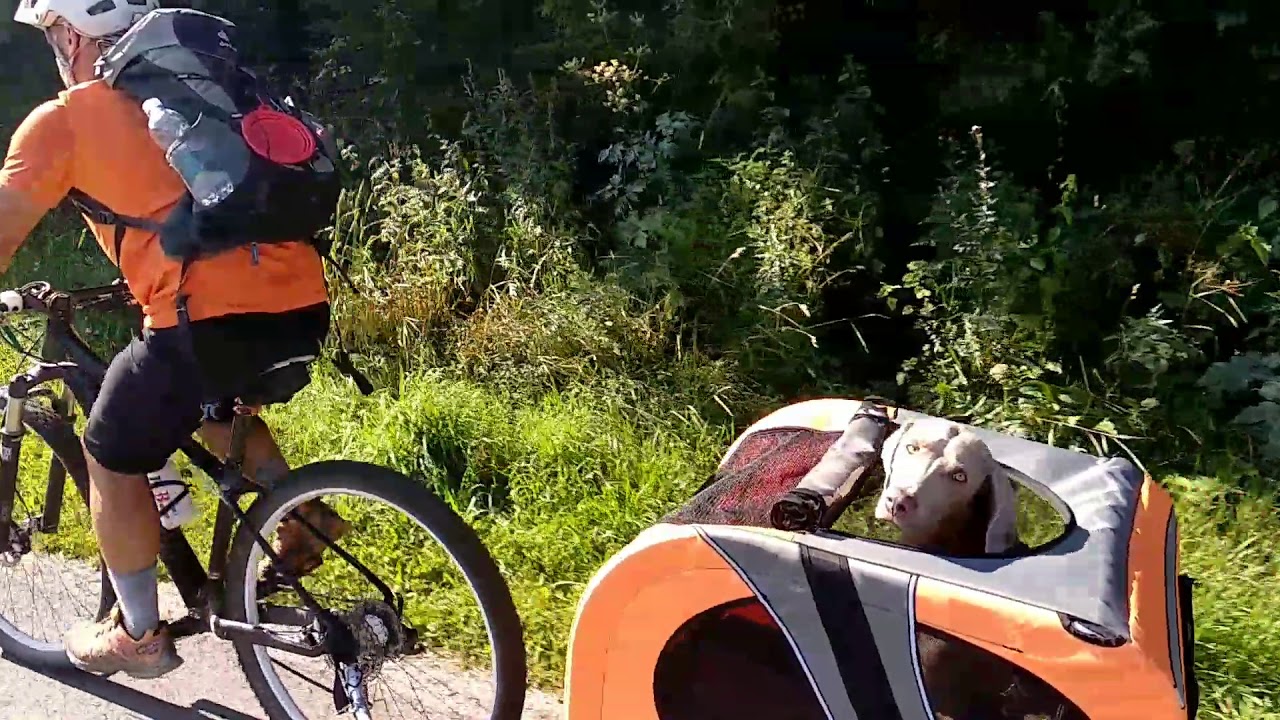 Ciclabile DobbiacoLienz con Weimaraner nel carrello bici YouTube Ciclabile DobbiacoLienz con Weimaraner nel carrello bici YouTube