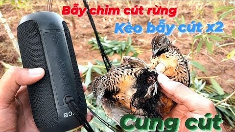 Bẫy cút rừng bằng cung cút cực hay với kèo xiên 2 || Sài Tiến Vlog