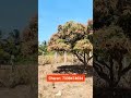 1.20 Acre Farm Land Sale in Channapatna, Charan 7338474634, Final price 1.9 Lakh/Gunta, #bengaluru