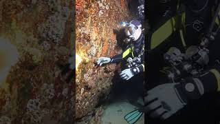 Deep Sea Diver Uncovers Gold Treasure