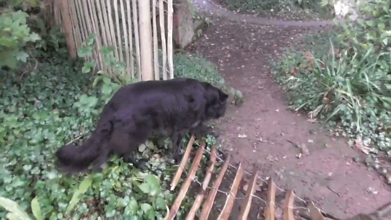 Bear's Bites 08/09/2022 Part 4 of 4 YouTube