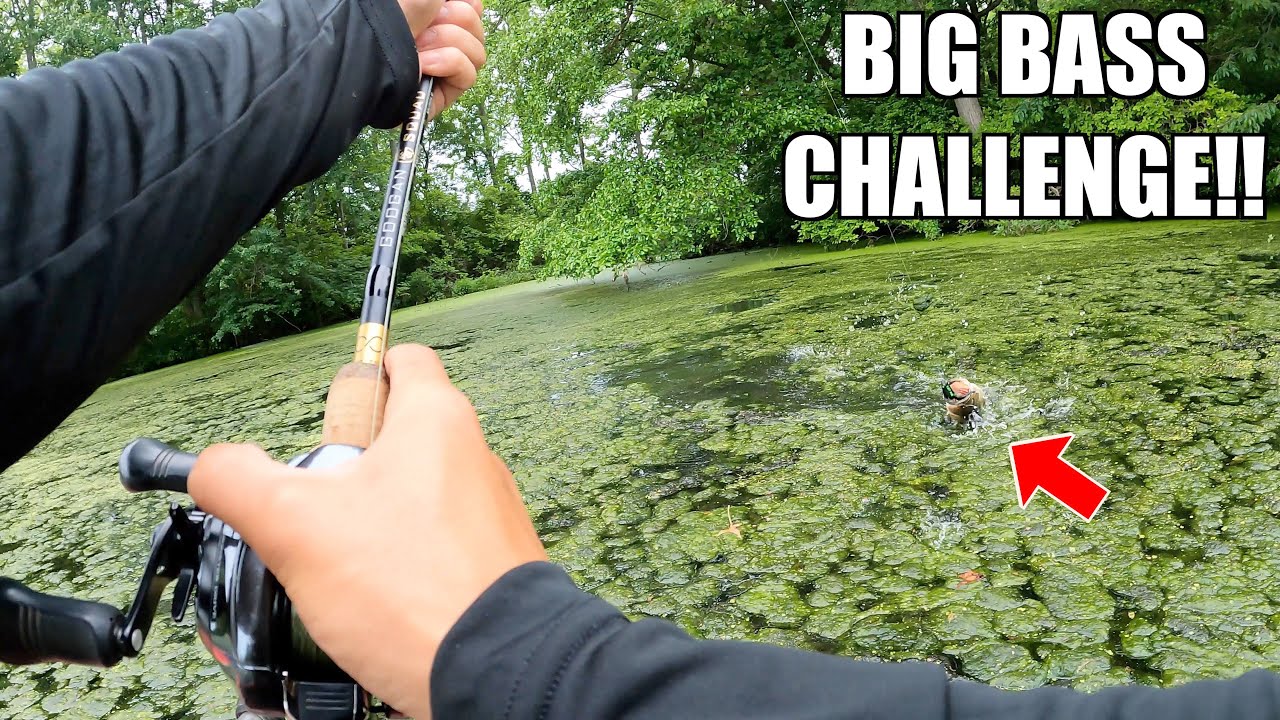 Catch the Biggest Bass or EAT a Cicada!!