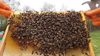 Beekeeping for beginners. Part 5