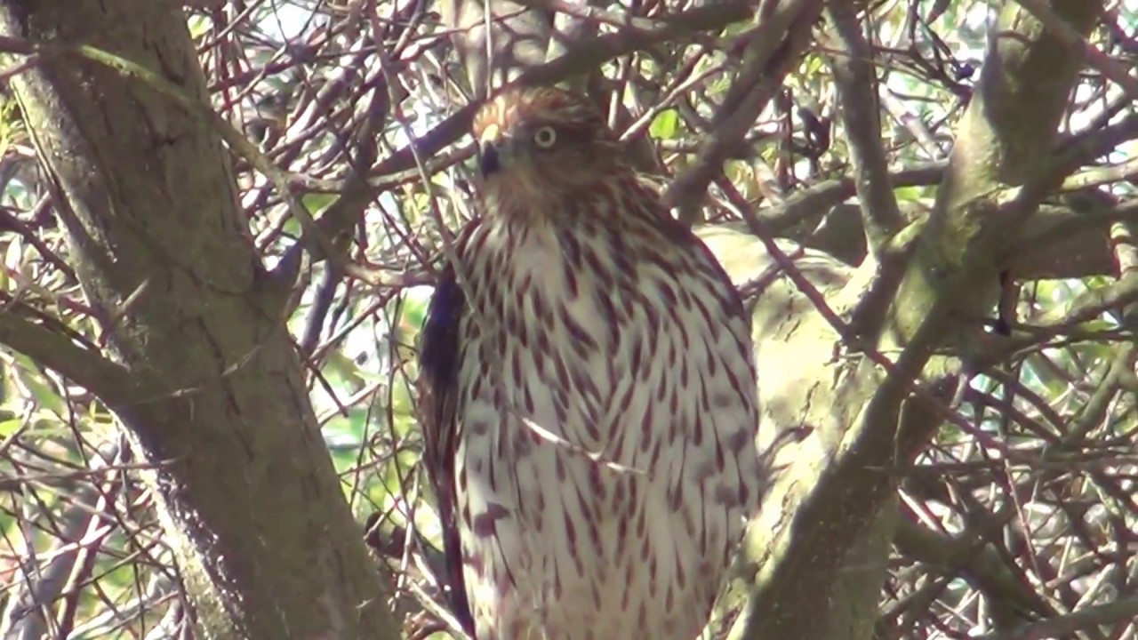 fauna hodel father North American Wildlife --- Cooper's Hawk, juvenile at Harriett Wieder Regional Park