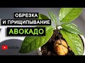 ОБРЕЗКА и прищипывание АВОКАДО / Как обрезать авокадо / ФОРМИРОВАНИЕ и прищипка авокадо