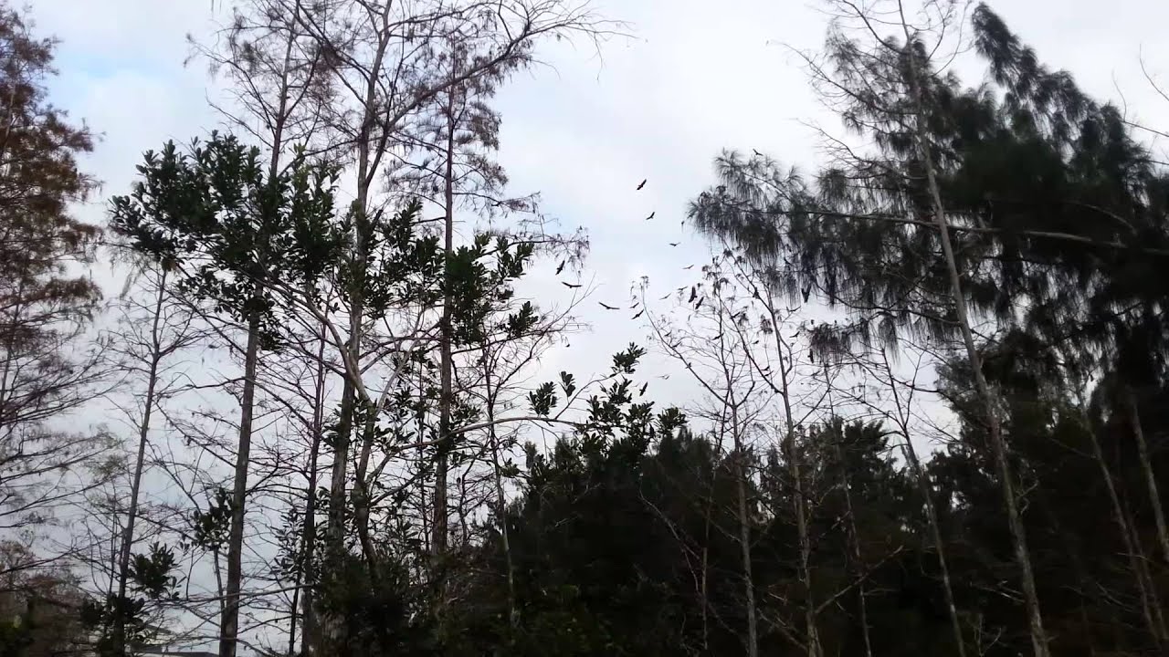 SWA Nature Trails West Palm Beach YouTube