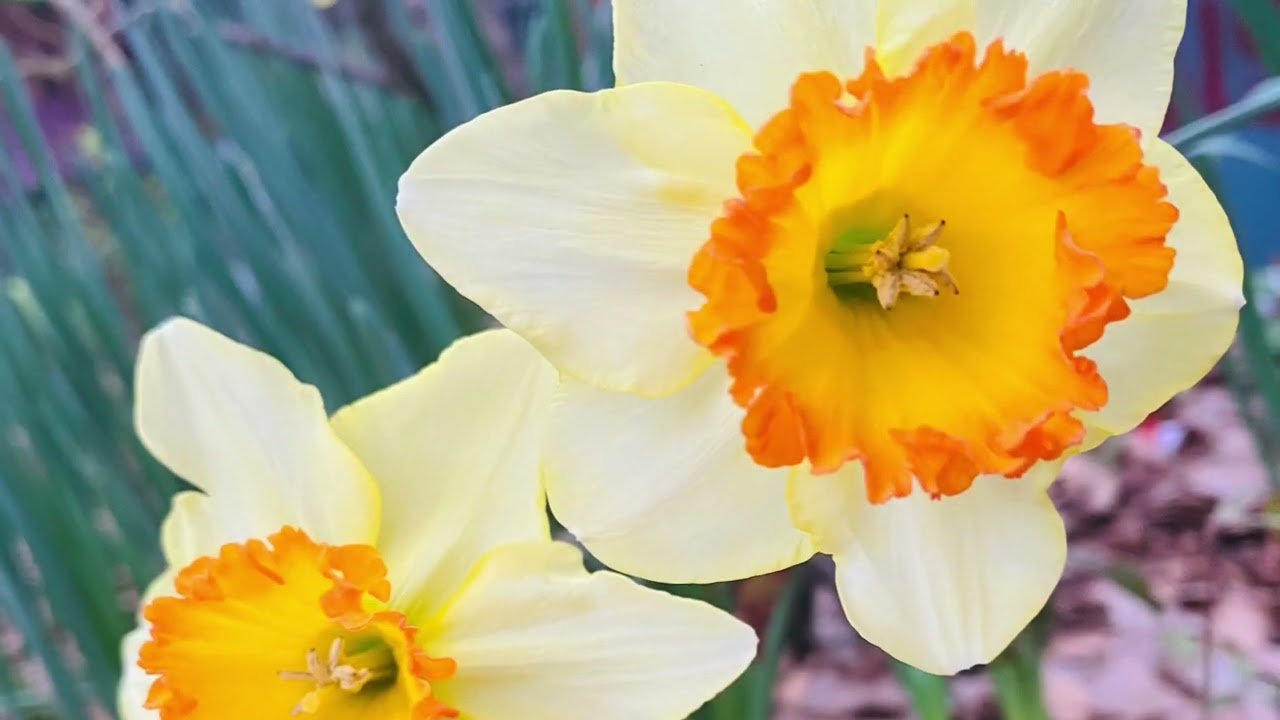 Brian Fowler-Flowers of the Field